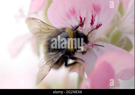 A bee collects pollen from a flower in a garden in Bohortha, Cornwall, Britain June 7, 2021. Photograph John Voos Stock Photo