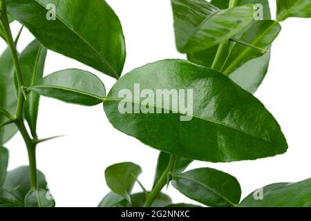 Fresh green aroamtic Kaffir lime leaves close up Stock Photo