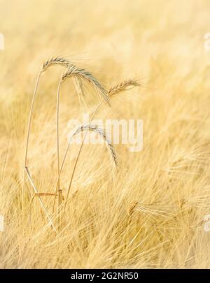Four wheat spikes in a field, selective focus Stock Photo