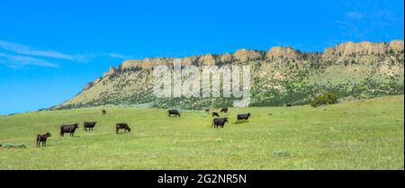 panorama of cattle in rangeland below sheep mountain near livingston, montana Stock Photo