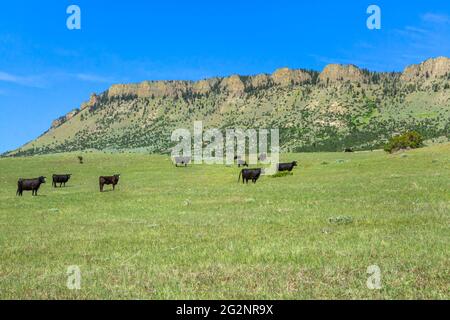 cattle in rangeland below sheep mountain near livingston, montana Stock Photo