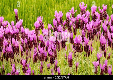 Lavandula stoechas 'Papillon' violet flowers in long-stalked, dense ovoid purple heads tipped with large purple bracts Stock Photo