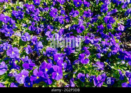 Gardening. The garden pansy is a type of large-flowered hybrid plant cultivated as a garden flower. It is derived by hybridization from several specie Stock Photo