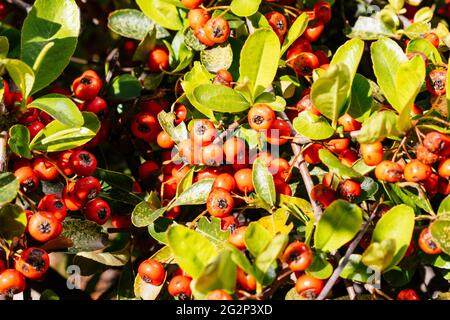 Crataegus, commonly called hawthorn, quickthorn, thornapple, May-tree, whitethorn,or hawberry, is a genus of several hundred species of shrubs and tre Stock Photo