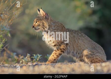 A Bobcat watches a few Cottontails from behind a bush. Stock Photo