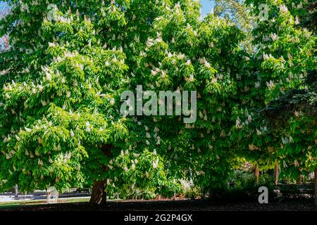 Huingan, Schinus polygamus. Schinus polygama, the Hardee peppertree or Chilean pepper tree, is a species of plant in the family Anacardiaceae which is Stock Photo