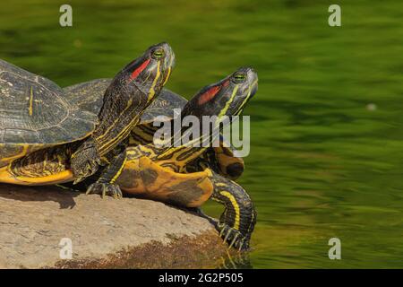Two Pond Sliders bask on a rock. Stock Photo
