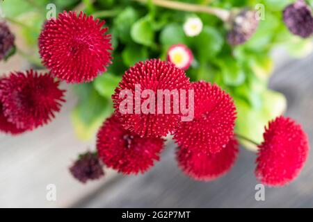 Red Tasso Bellis (bellis perennis) with pom pom like flowers, also known as the English Daisy, flowering in a flowerpot in Austria Stock Photo