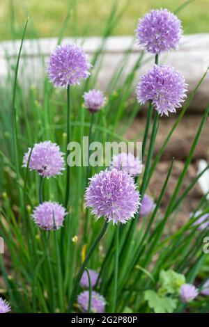 Chives, scientific name Allium schoenoprasum, is a species of flowering plant in the family Amaryllidaceae that produces edible leaves and flowers. UK Stock Photo