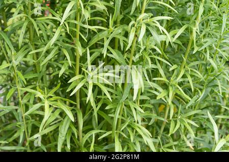 Tarragon (Artemisia dracunculus), also known as estragon, is a species of perennial herb in the sunflower family.Growing in a herb garden Stock Photo