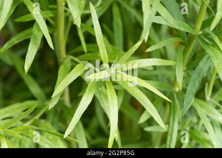 Closeup of tarragon (Artemisia dracunculus), also known as estragon, is a species of perennial herb in the sunflower family.Growing in a herb garden Stock Photo