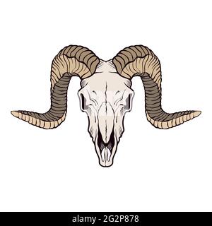 Ram skull isolated on white. Vector illustration. Stock Vector
