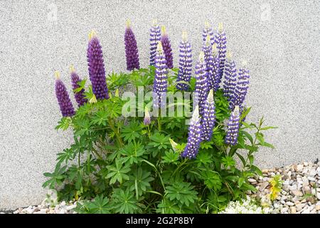 Lupinus (or Lupin, Lupine, Bluebonnet) 'King Canute' with dark blue and white bi-coloured petals, flowering in June in Lower Austria Stock Photo