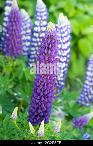 Lupinus (or Lupin, Lupine, Bluebonnet) 'King Canute' with dark blue and white bi-coloured petals, flowering in June in Lower Austria Stock Photo