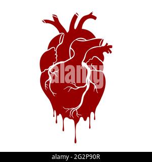 Human heart. Anatomical realistic dripping heart, line art, vector illustration. Stock Vector