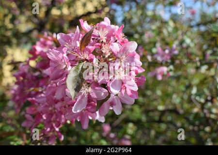 Sakura blossom in springtime, beautiful pink flowers in nature condition. Pink flowers and buds of dwarf Russian almond (Prunus tenella Batsch). Sprin Stock Photo