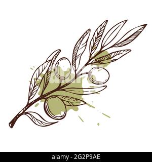Olive branch. Hand drawn vector scetch. Food illustration. Stock Vector