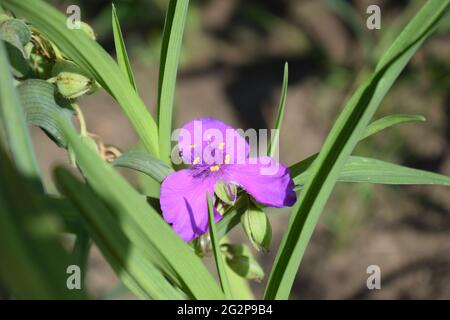 Beautiful violet-purple flower with a fluffy middle of the Tradescantia garden on a background of green leaves close-up. (Tradescantia virginiana). Ma Stock Photo