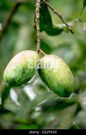 Two raw mangoes are hanging on the tree Stock Photo