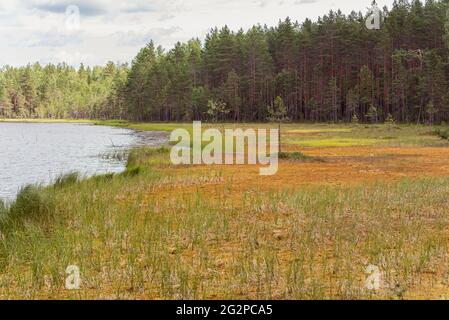 Bog at lake shore beside pine tree forest in Vybord District on the border Russia and Finland. The bog formed with multi-meter layer of sphagnum moss. Stock Photo