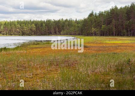 Summer bog (swamp) at lake shore beside pine tree forest in Vybord District on the border Russia and Finland. The bog formed with multi-meter layer of Stock Photo