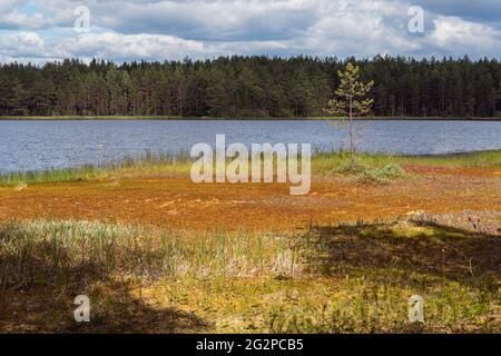 Bog at lake shore beside pine tree forest in Vybord District on the border Russia and Finland. The bog formed with multi-meter layer of sphagnum moss. Stock Photo