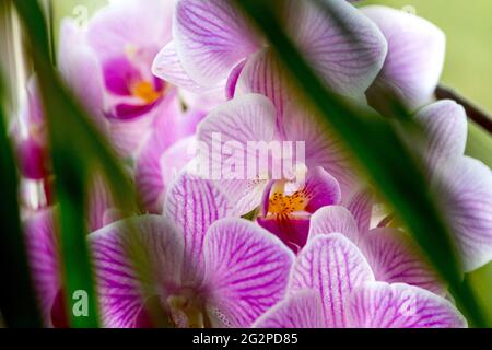 Moth Orchid in bloom Stock Photo