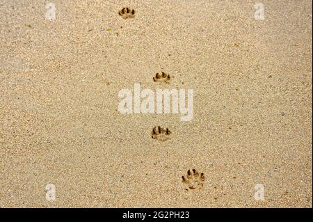 dog paw prints in the sand Stock Photo