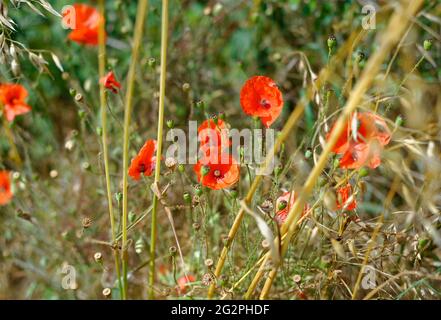 poppies in a wheat field Stock Photo