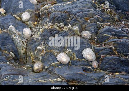 sea shells on rocks Stock Photo