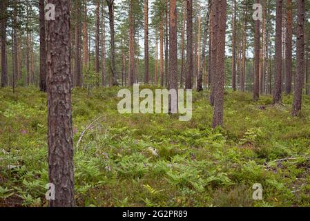 Boreal blueberry forest: pine trees with ferns and blueberry plants on the ground. Stock Photo