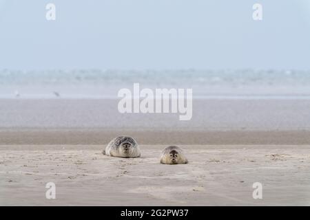 View of two common seals basking in the sun on a sandbank in the Wadden Sea Stock Photo