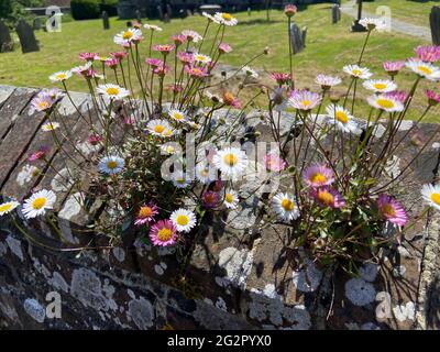 rare Mexican fleabane (Erigeron karvinskianus) or Winchelsea daisies (also named locally in several regions) found in south West England in walls Stock Photo