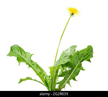 dandelion plant with flower isolated on white  Stock Photo