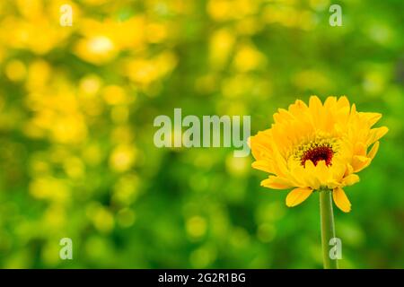 Beautiful yellow gerbera flower in bokeh background with empty space for free text. Selective focus Stock Photo