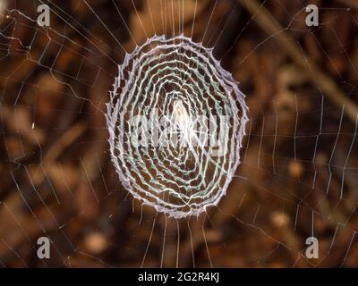 Small spider camouflaged in the white silk circle in the centre of its web. Napo province, Ecuador. Stock Photo