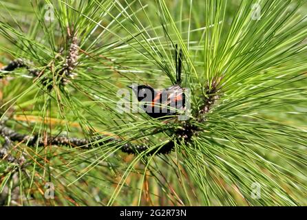 Red-backed Fairy-wren (Malurus melanocephalus melanocephalus) adult male in pine tree  south-east Queensland, Australia      February Stock Photo