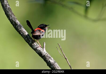 Red-backed Fairy-wren (Malurus melanocephalus melanocephalus) adult male in song south-east Queensland, Australia      January Stock Photo