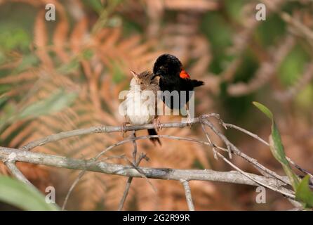 Red-backed Fairy-wren (Malurus melanocephalus melanocephalus) adult male preening female's head south-east Queensland, Australia      February Stock Photo