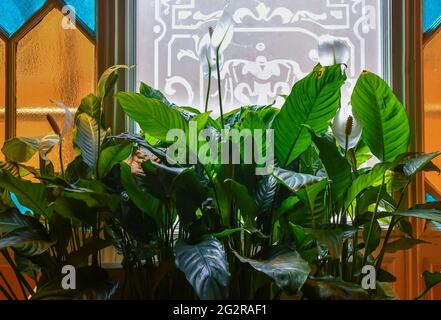 Close-up of a Spathiphyllum plant in bloom against a colorful stained glass window inside the Hotel Bristol Palace, Genoa, Liguria, Italy Stock Photo