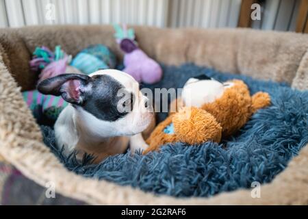 Cute puppy black and white Boston Terrier in a soft comfortable bed with a teddy bear and other soft toys. Stock Photo