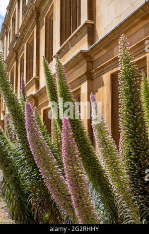 Echium Pininana, also known as Giant Viper's Bugloss or Tower of Jewels. Has small blue or purple flowers. At King's College, Cambridge, UK. Stock Photo