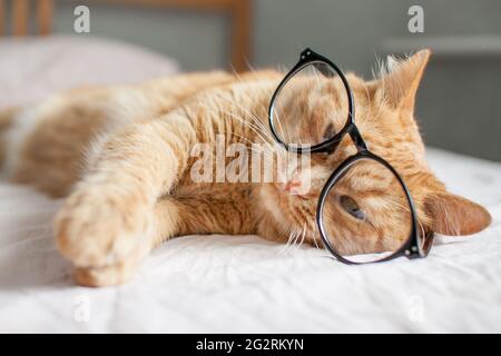 funny fat ginger cat lies on the bed and plays with glasses in black frames. Beginning of a new school year Stock Photo