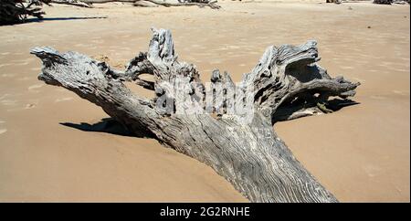 Dead weathered tree and roots embedded in a sandy beach Stock Photo