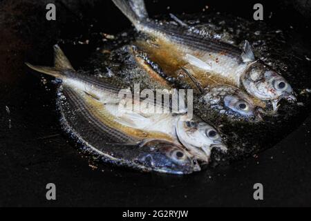 Smooth fried in oil in Kino bay, Sonora, Mexico, Fried fish. fried smooth fish. Mullet, Flat-headed mullet. Mullet. mullet fish, . sea food. Seafood dish. dish, Food, food, Meals, food. (Photo by Luis Gutierrez / Norte Photo) Lisa friedose en aceite,Pescado frito. pescado Lisa frita. Mújol , Salmonete de cabeza plana. Mújol. pez lisa, , . comida del mar. platillo Mariscos. platillo, Alimentos, comida, Comidas, food. (Photo by Luis Gutierrez/ Norte Photo) Stock Photo