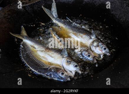 Smooth fried in oil in Kino bay, Sonora, Mexico, Fried fish. fried smooth fish. Mullet, Flat-headed mullet. Mullet. mullet fish, . sea food. Seafood dish. dish, Food, food, Meals, food. (Photo by Luis Gutierrez / Norte Photo) Lisa friedose en aceite,Pescado frito. pescado Lisa frita. Mújol , Salmonete de cabeza plana. Mújol. pez lisa, , . comida del mar. platillo Mariscos. platillo, Alimentos, comida, Comidas, food. (Photo by Luis Gutierrez/ Norte Photo) Stock Photo