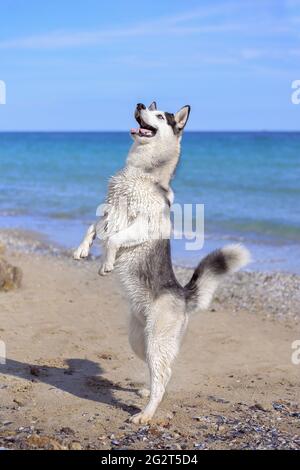 Husky dog stands on two legs on the sea shore, against a blue sky. Stock Photo