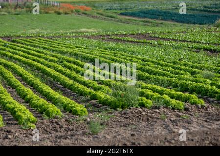 young salad plants on a field in a row Stock Photo