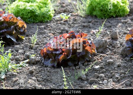young salad plants on a field Stock Photo