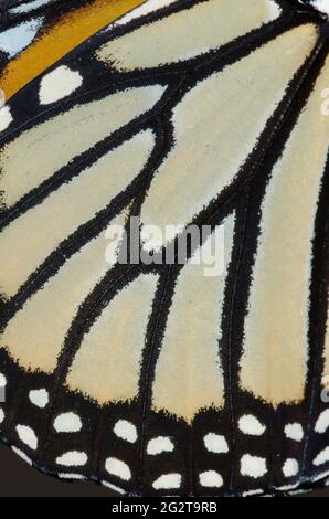 Monarch, Danaus plexippus, wing detail Stock Photo